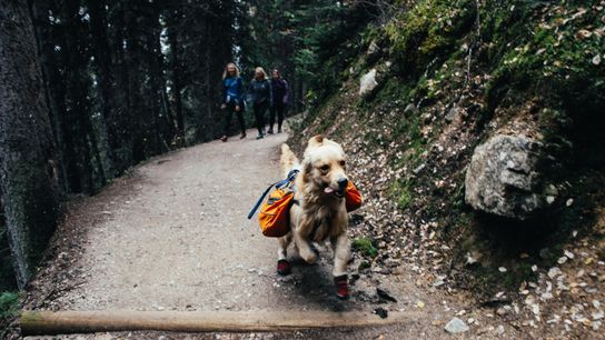 New Hampshire’s Best Dog Trails Make Chewy.com’s List of Best Dog-Friendly Hikes in the U.S. (Live in New Hampshire)